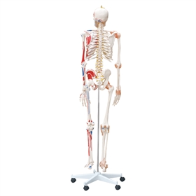 Artikuleret skeletmodel 180 cm med muskler og ledbånd (teaching paint) – venstre side rød/blå markeringer